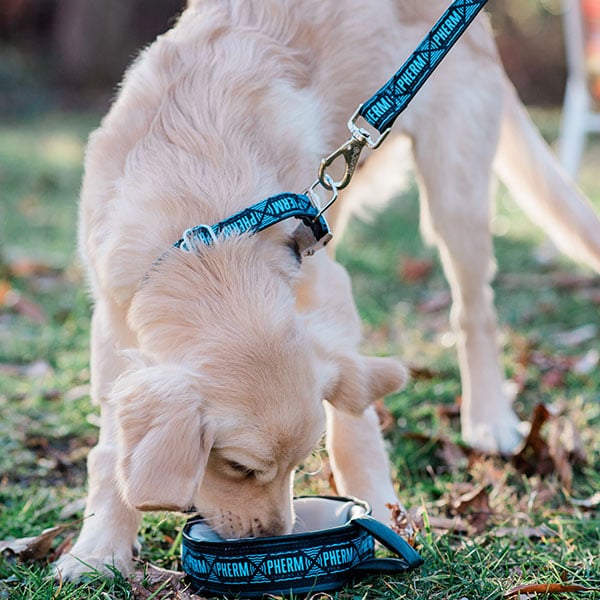 Dog Collar