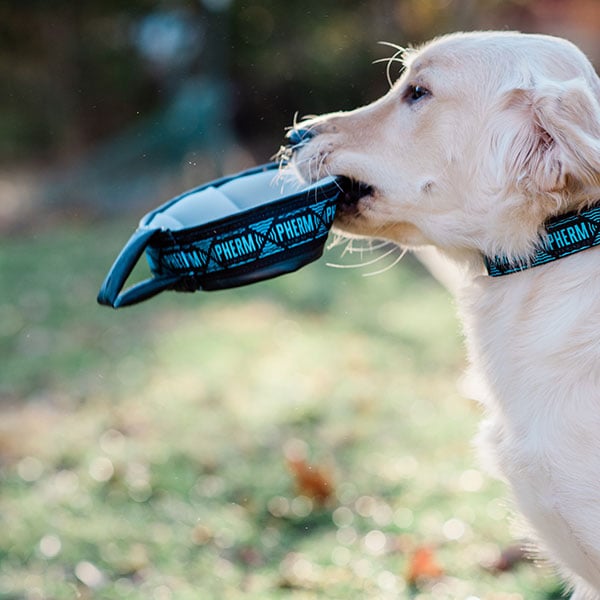 Dog Bowl